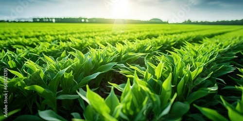 Field of vibrant green biofuel crops. photo