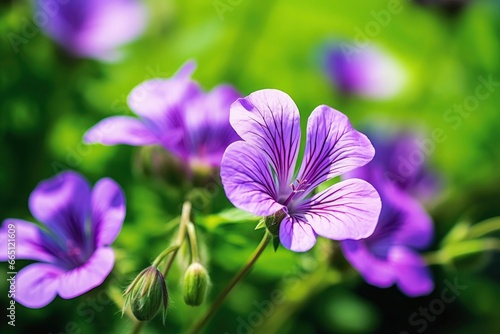 Geranium wilfordii flower.