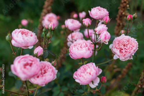 Pink The Alnwick rose blooming in summer garden. Bunch of double nostalgic flower grow on border. Austin selection