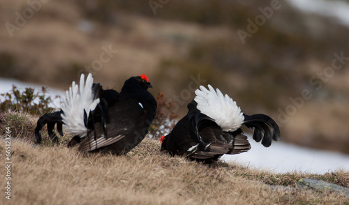 Konstfotografi Black grouse (Lyrurus tetrix) Fagiano di monte