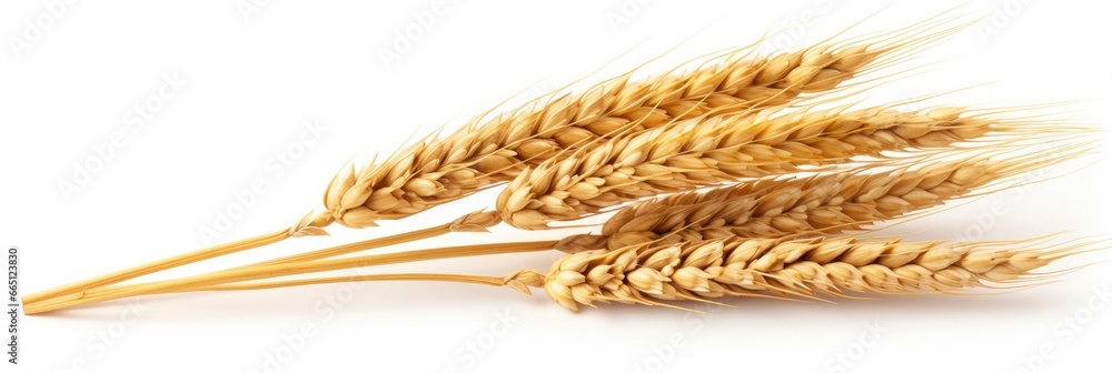 Wheat ears isolated on white background. Wheat ears isolated on white background.
