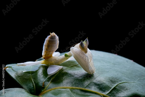 Orchid Mantis