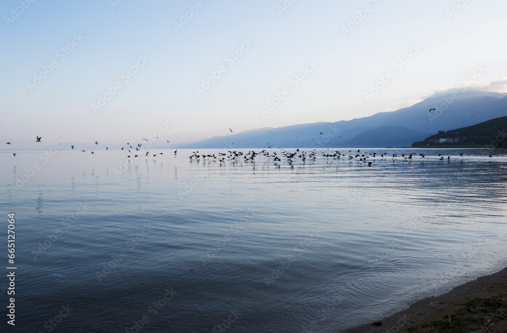 Seabirds on the calm surface of lake Ohrid in Albania