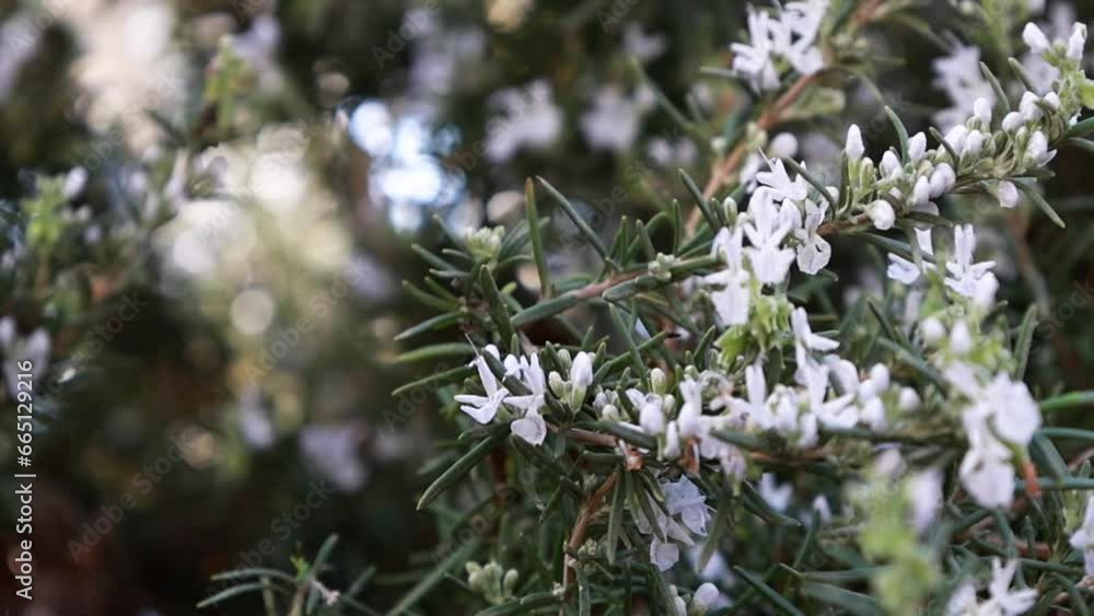 A blooming rosemary branch swaying in the wind on a cloudy summer day in close-up slow motion A blooming rosemary branch swaying in the wind on a cloudy summer day in close-up slow motion