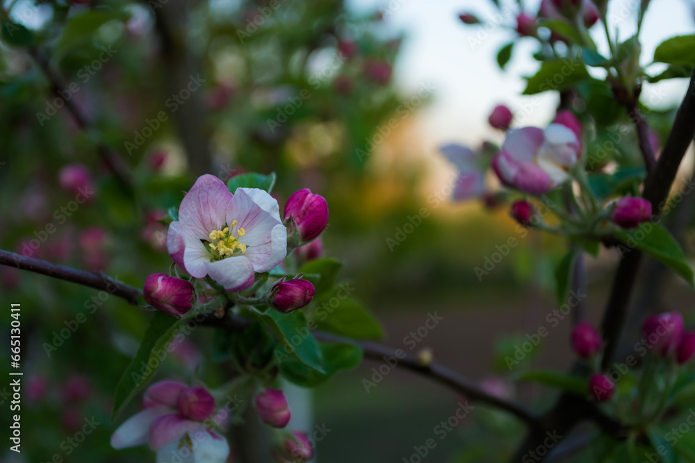 Apple blossom in spring, close-up of pink flowers. Apple blossom in spring, close-up of pink flowers.