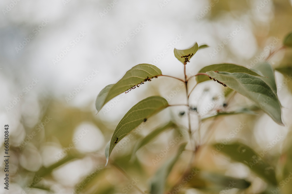 Group Of Ants Under A Leaf