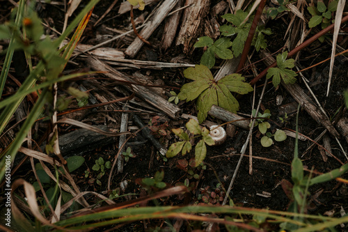 Snail Hiding In The Dirt