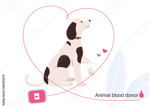 Animal blood donor. Dog donor and blood container.