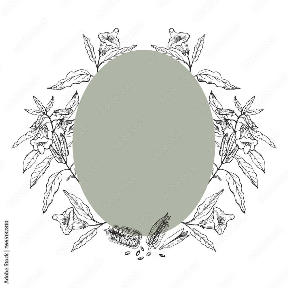 Vecteur Stock Sesame plant hand drawn template border vector ...