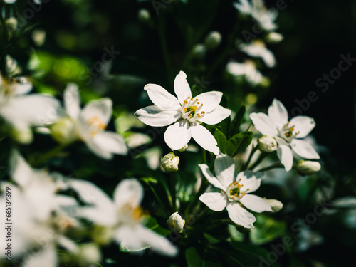 White spring blossom