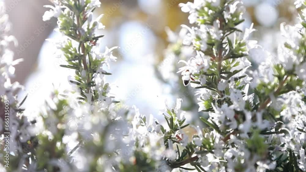 A honeybee collects nectar from a blooming rosemary on a summer day in the sunny backlight with glare and blurred in the end in close-up slow motion A honeybee collects nectar from a blooming rosemary on a summer day in the sunny backlight with glare and blurred in the end in close-up slow motion