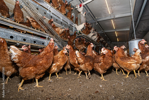 Hennen im inneren eines Hühnermobils, sie verteilen sich auf der Stalleinrichtung oder auf den Boden.