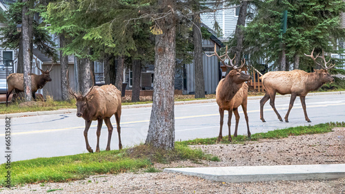 Elks in Town photo