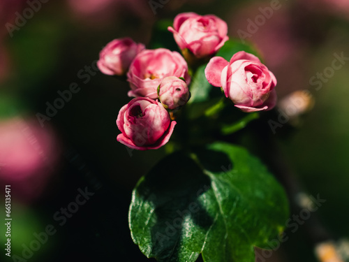 Wallpaper Mural Spring flowers Torontodigital.ca
