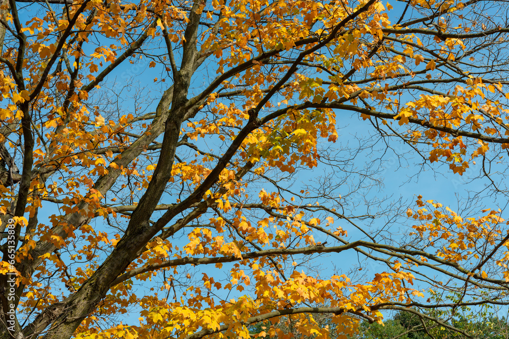 autumn leaves in the sky autumn leaves in the sky