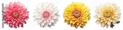 Chrysanthemum Flower Hyperrealistic Highly Detailed Isolated On Transparent Background Png File