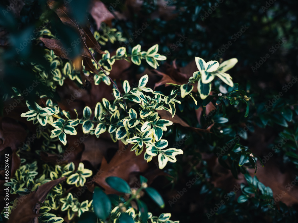 Naklejka premium Plant leaves