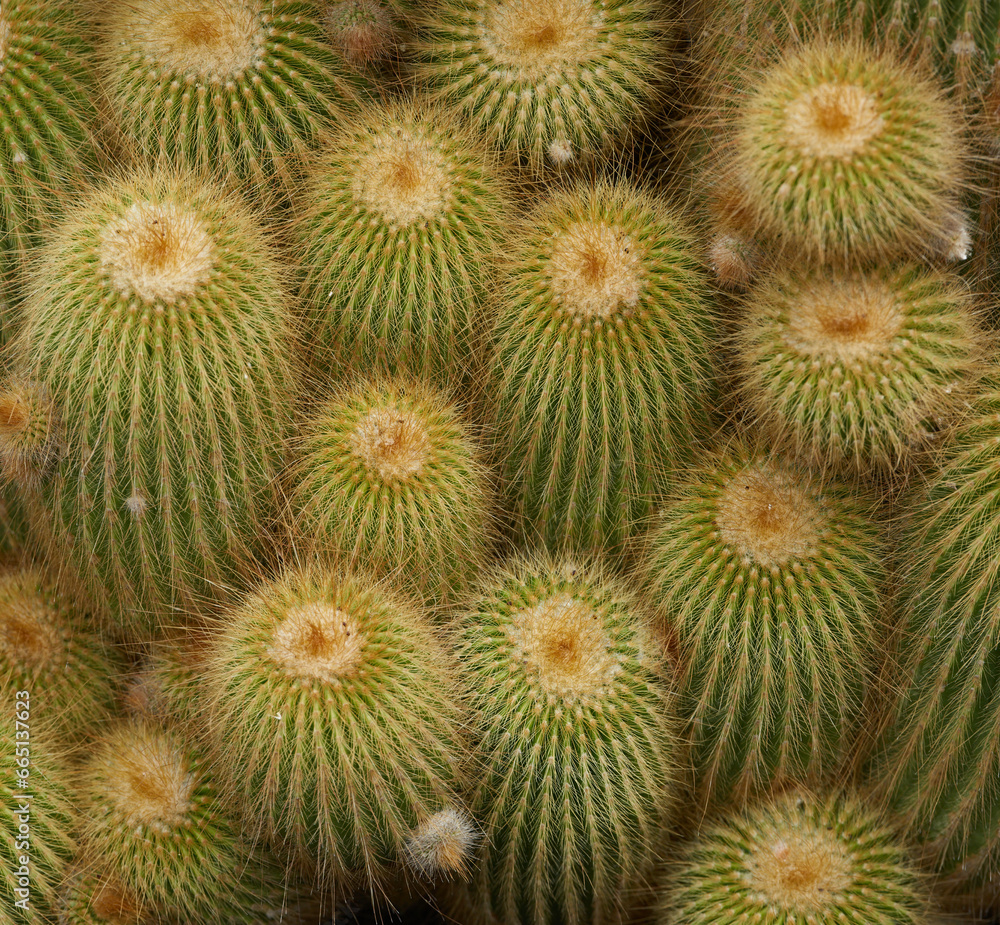 Close-up of a cactus plant on Lanzarote, Vanmary islands, Spain Close-up of a cactus plant on Lanzarote, Vanmary islands, Spain