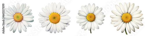 Daisy Flower Hyperrealistic Highly Detailed Isolated On Transparent Background Png File