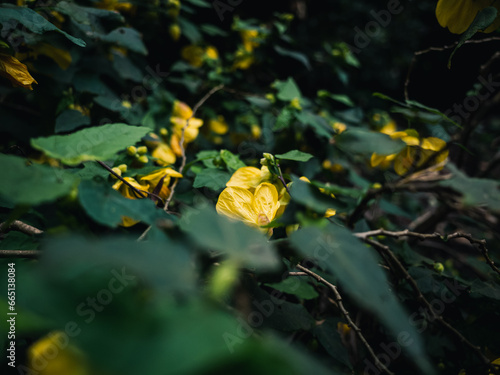 Yellow flowers © Thanh