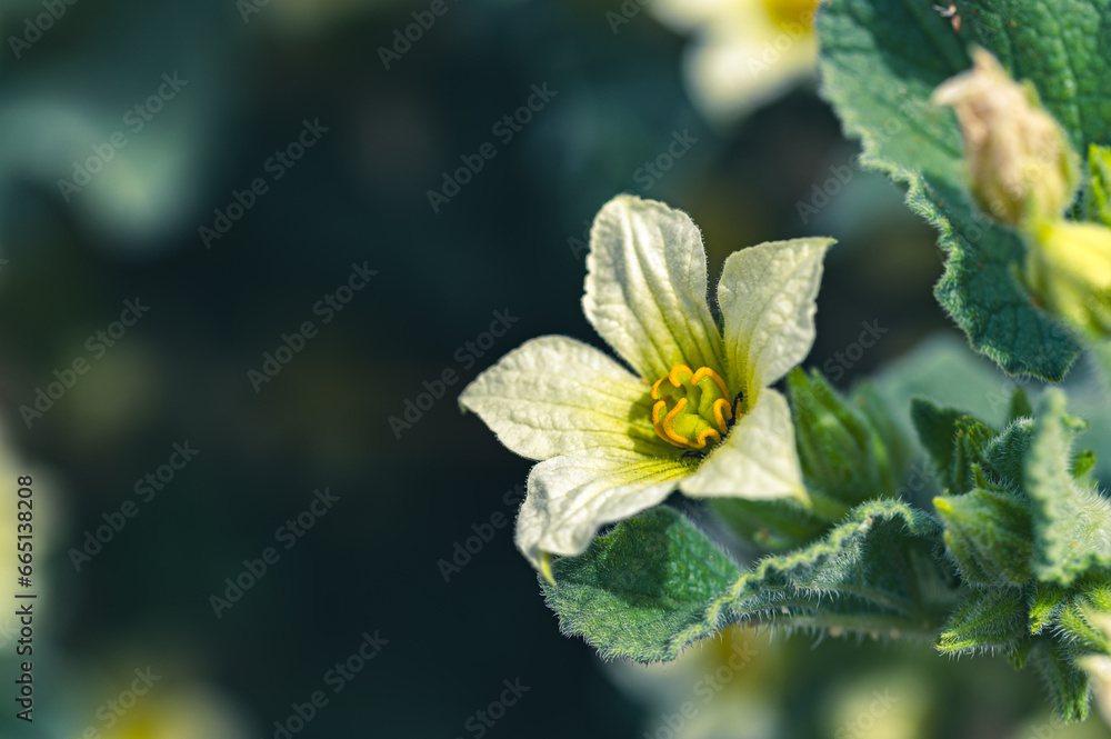 Yellow flowers of a Yellow flowers of a