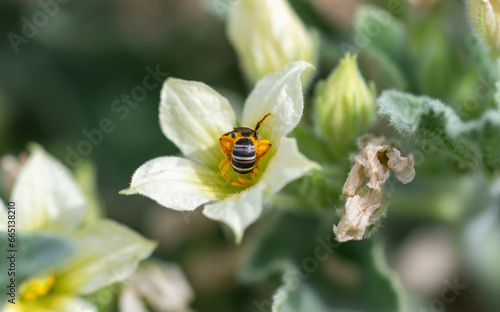 A little bee on yellow flowers of a "Gherkin of the devil" (Ecballium elaterium)