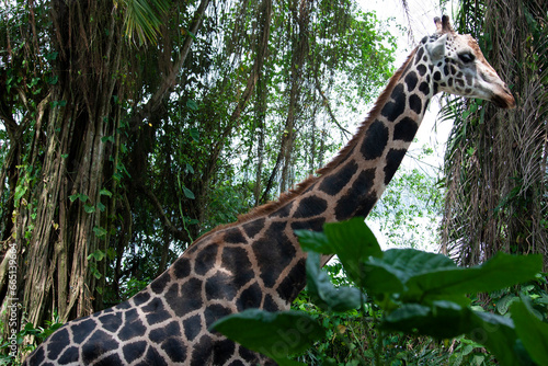 giraffe eating grass