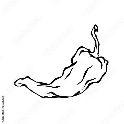 Doodle of hot chili pepper pod.Vector graphics.