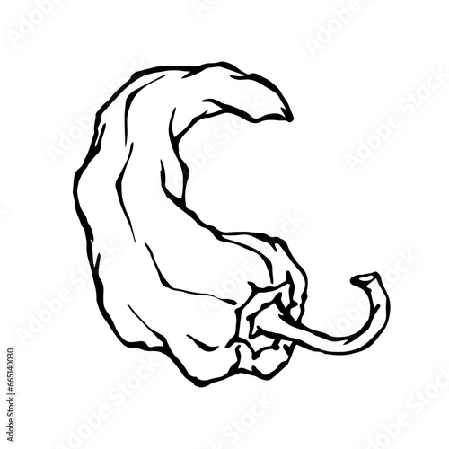 Doodle of hot chili pepper pod.Vector graphics.