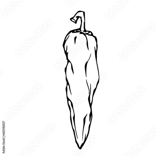 Doodle of hot chili pepper pod.Vector graphics.