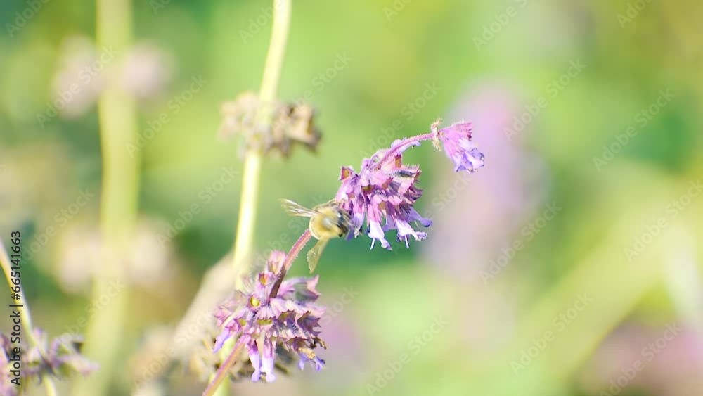 a bee pollinates a flower
a bee pollinates a flower