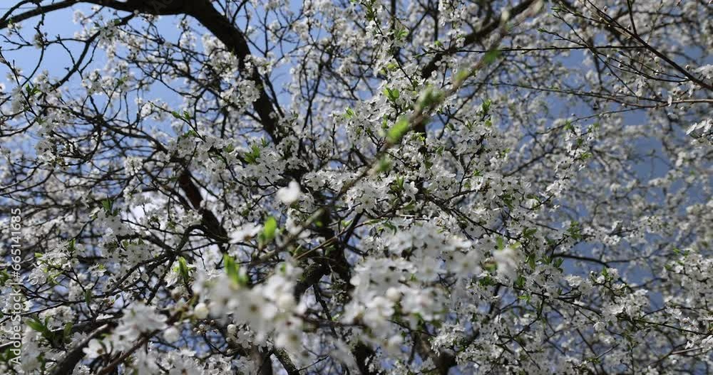 cherry in the orchard blooms with white flowers , beautiful white flowers on a fruit cherry during pollination