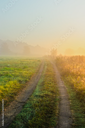 Country road in a meadow on a summer sunny foggy morning. Trees in the fog