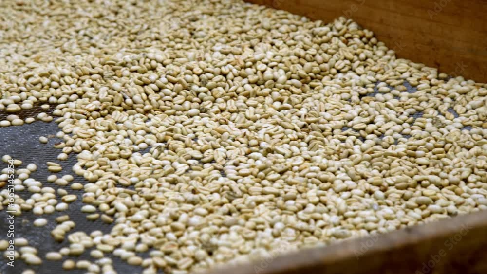 Colombian coffee beans drying in the sun ready for roasting.