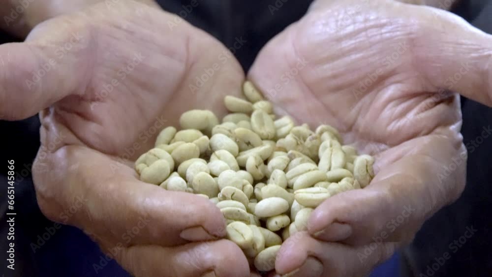 Man's hands holding dry coffee beans for roasting. Man's hands holding dry coffee beans for roasting.