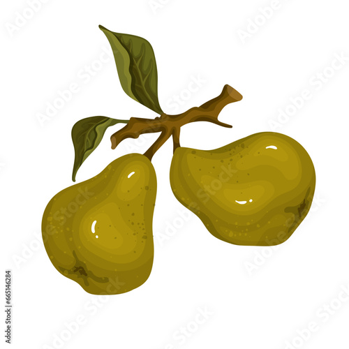 Ripe, juicy pear fruits. Vector graphics.