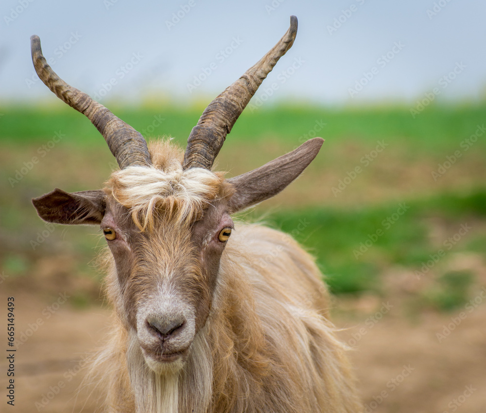 spring goats on the field