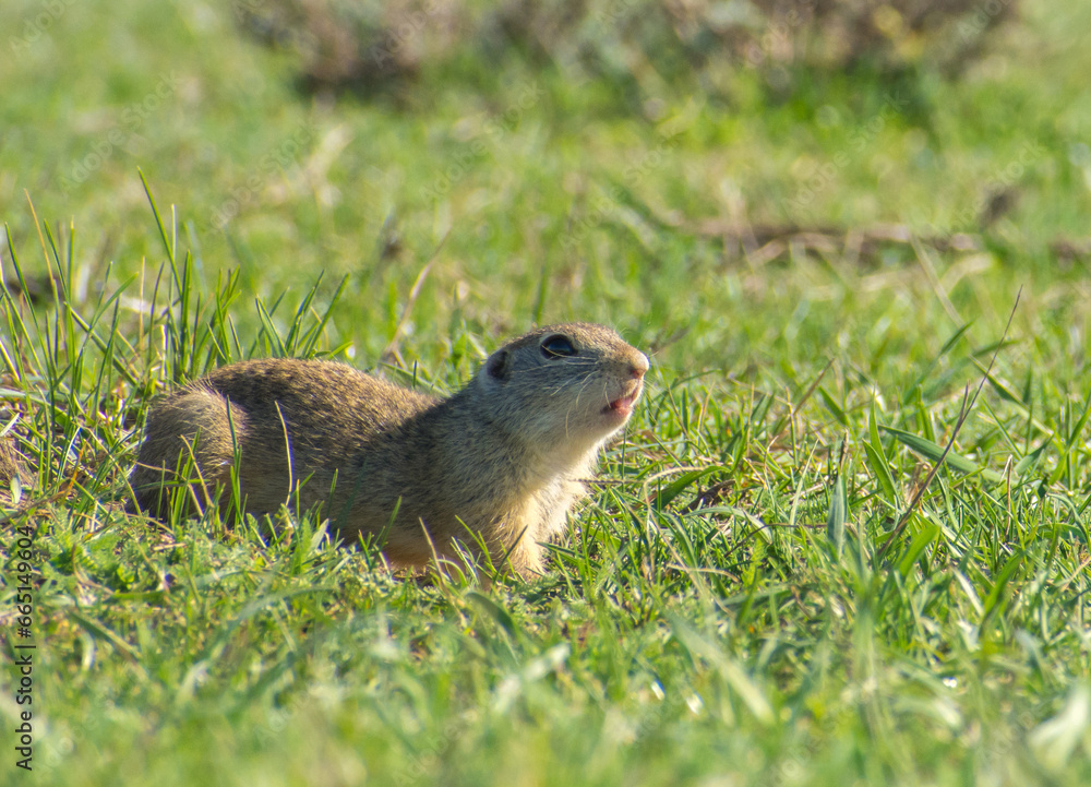beautiful Spermophilus citellus in spring in the sun beautiful Spermophilus citellus in spring in the sun