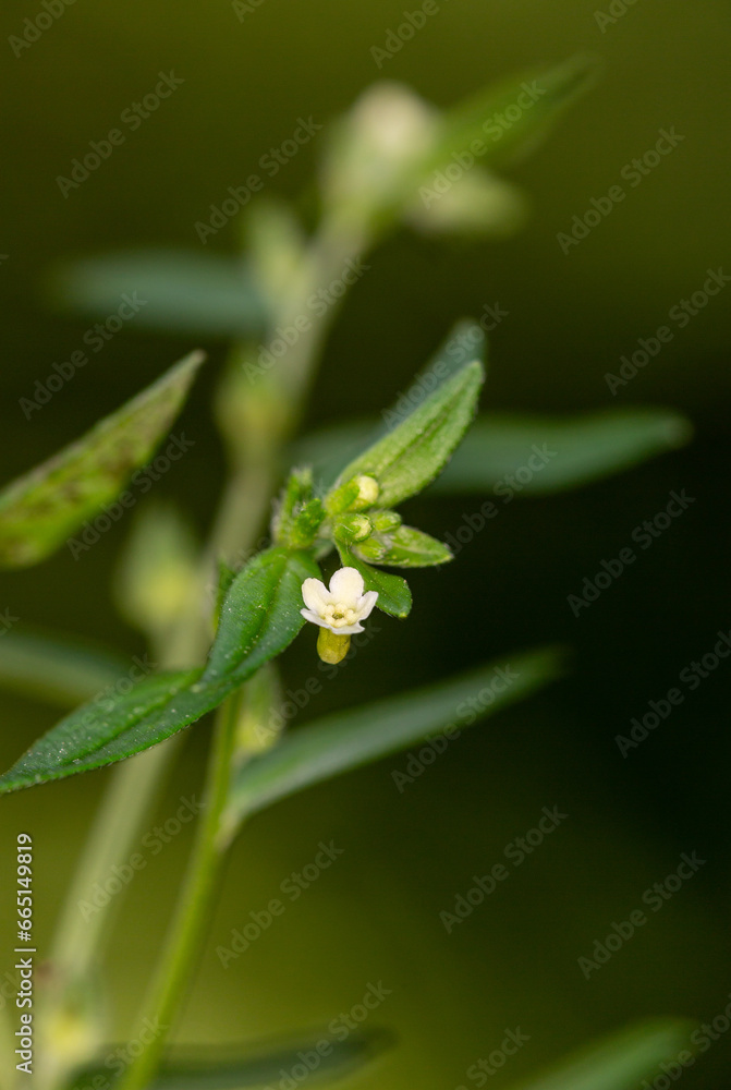 Macrophotographie de fleur sauvage - Grémil officinal - Lithospermum officinale