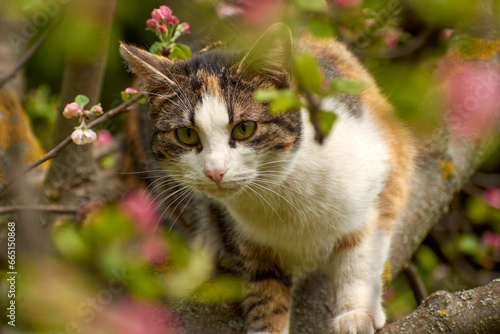 photos of beautiful cats in the garden 15