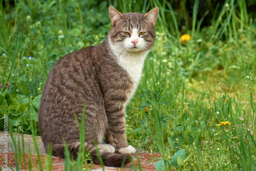 Wallpaper Mural photos of beautiful cats in the garden 17 Torontodigital.ca