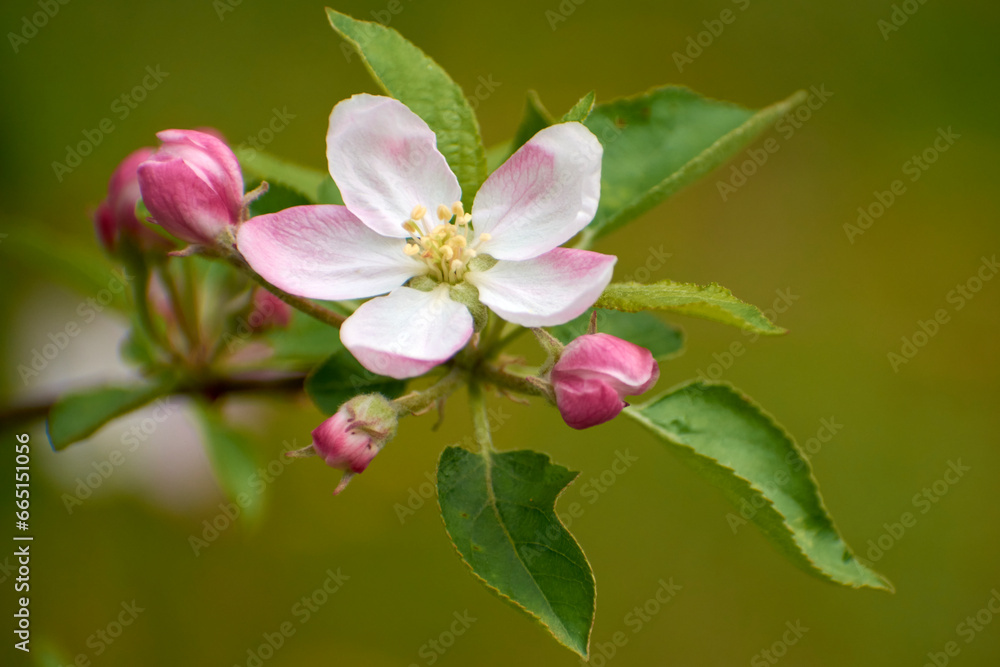 beautiful photos from the garden with apple flowers 6 beautiful photos from the garden with apple flowers 6