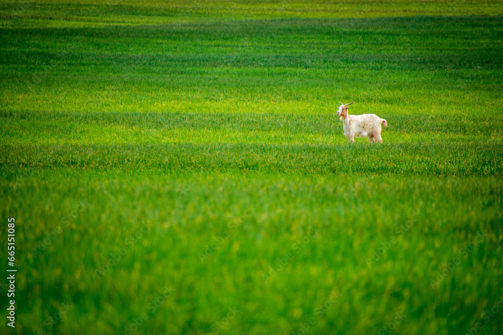 goat kids in the spring wheat field