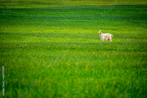 Obraz na płótnie goat kids in the spring wheat field w salonie