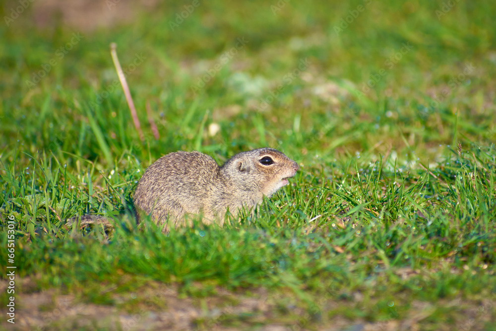 beautiful Spermophilus citellus in spring in the sun beautiful Spermophilus citellus in spring in the sun
