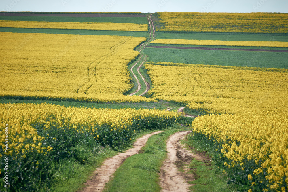 yellow field of rape blossoms in the spring