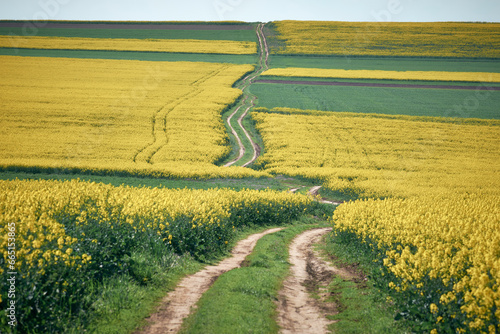 Obraz na płótnie yellow field of rape blossoms in the spring w salonie