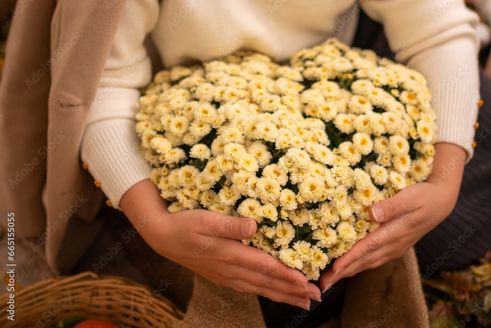 Heart made of cream chrysanthemums in hands