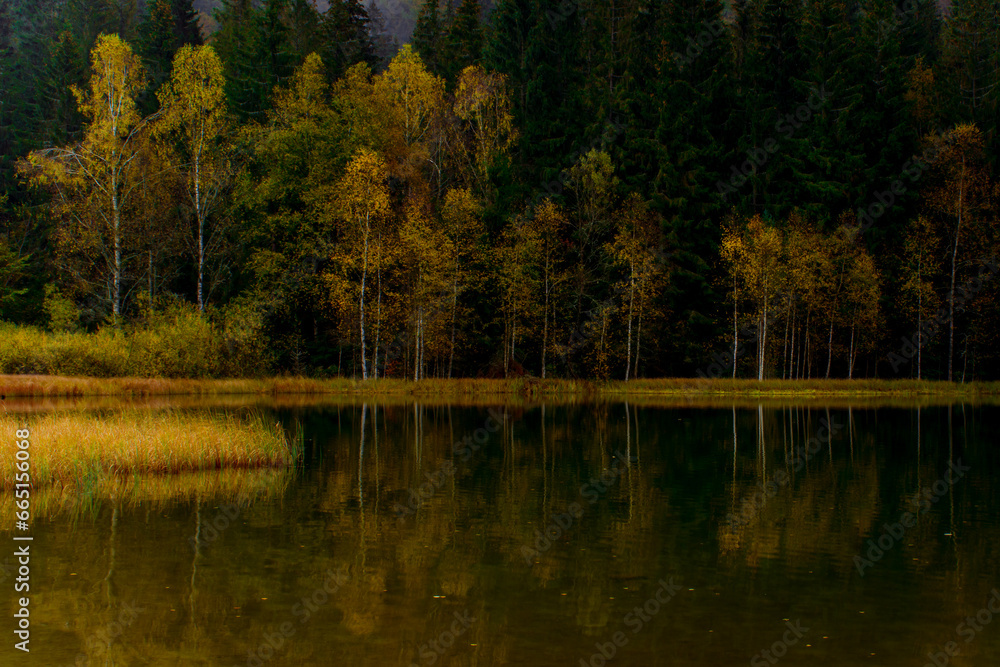 reflections with forest in autumn lake, Sf Ana lake
