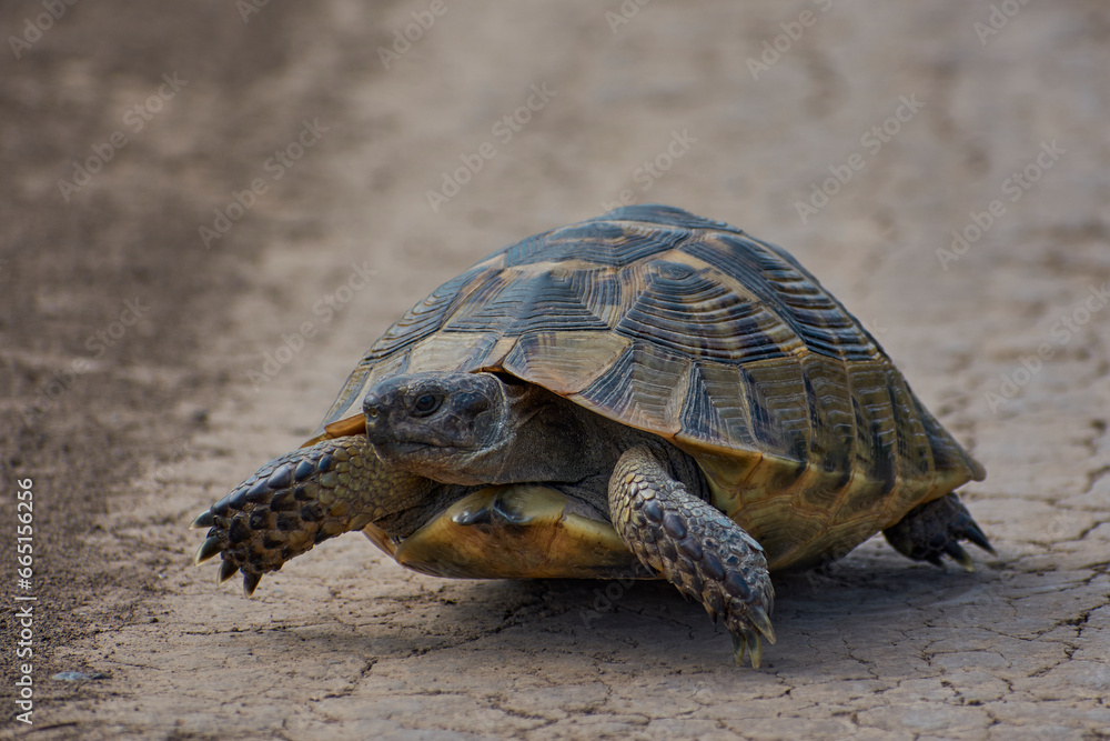 turtle looking for food in the summer